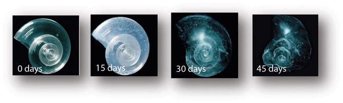 Pteropod image showing acidification results