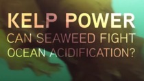 Kelp Video Screenshot