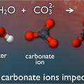 Seawater carbonate chemistry