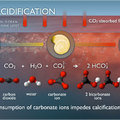 Ocean Acidification Illustration