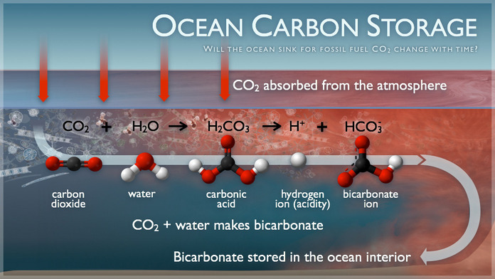 Ocean Carbon Storage Image