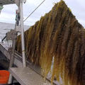 Seaweed Farming