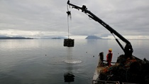 Taylor Shellfish crews haul out oysters