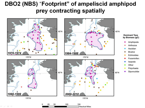 DBO2 (NBS) "Footprint of ampeliscid amphipod prey contracting spatially