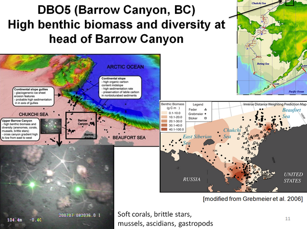 DBO5 (Barrow Canyon, BC) High benthic biomass and diversity at head of Barrow Canyon
