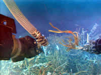 image of suction and tubeworm grab, click for full size