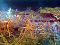image of tubeworms at Cloud Vent, click for full size