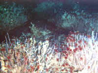 image of tubeworms, click for full size