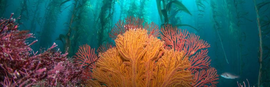 Underwater view of a kelp forest
