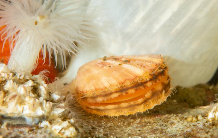 Underwater photo of an oyster and sea anemone