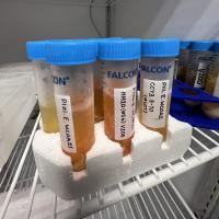 Organismal samples stored in falcon tubes on a shelf