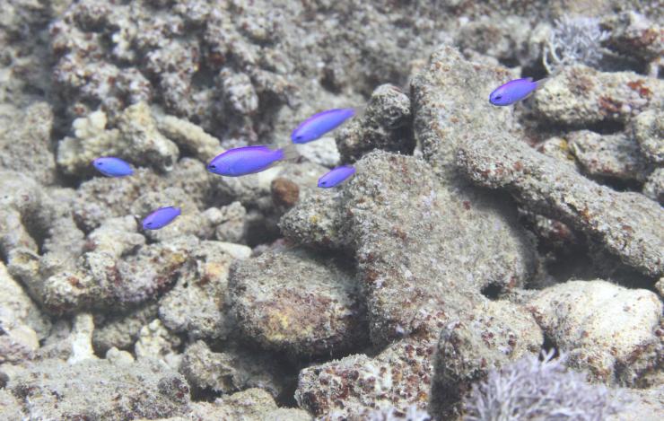 Six blue damselfish fish in a line swimming in front of brown corals