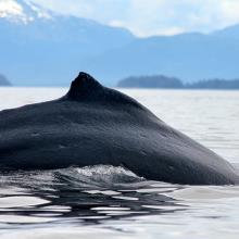 Humpback whale preparing for a foraging dive in Glacier Bay National Park and Preserve.