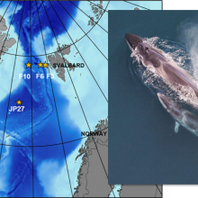 Map of North Atlantic with four yellow stars west of Svalbard of where Sei Whales were located with an image of a Sei Whale in water next to the map