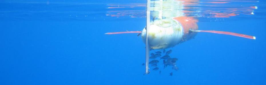 Spray glider underwater with small school of fish